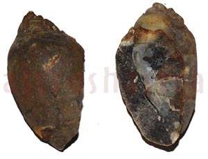 Heera Shankh 0223 41